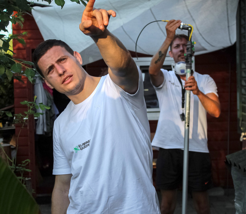 Guepes Expert suisse.jpg