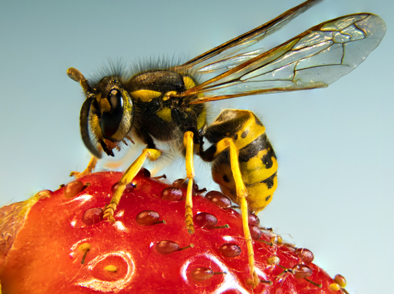 Wespen-entfernen Ettingen