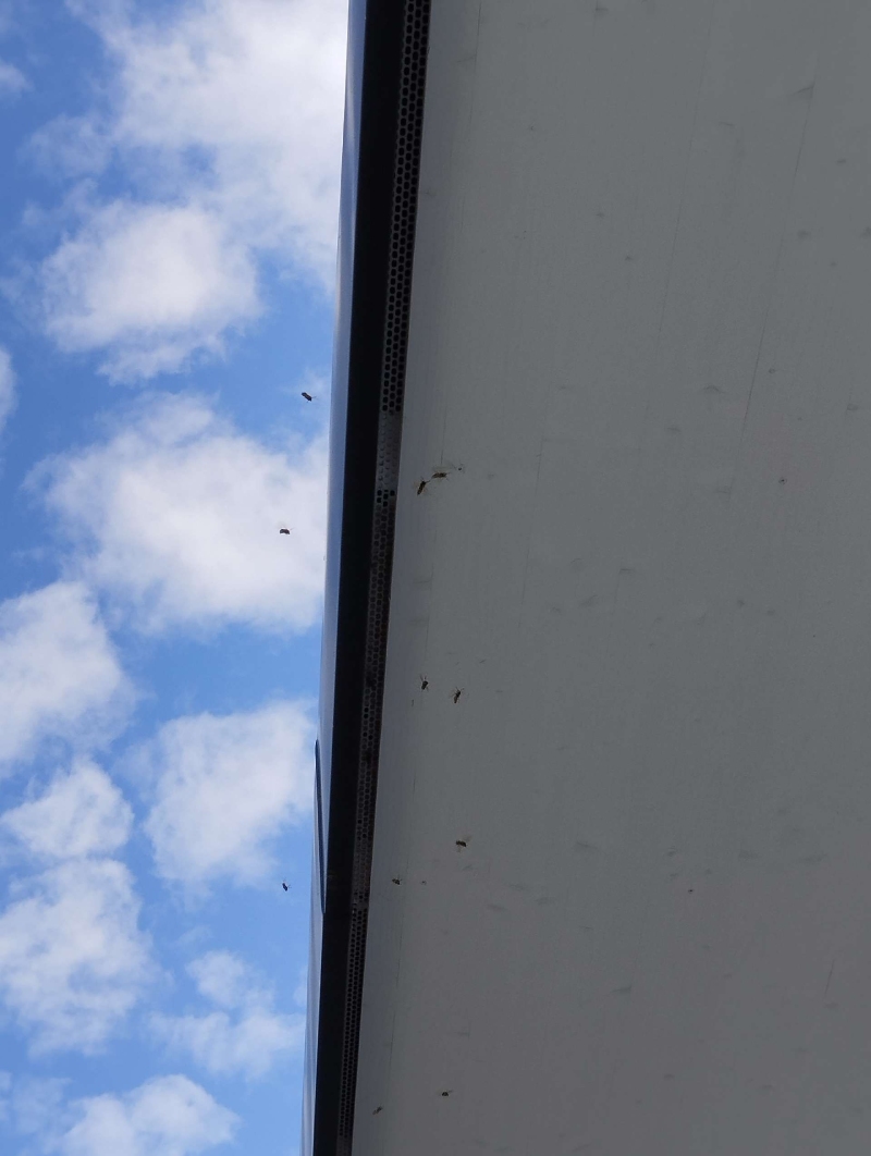 wespennest entfernen Rothenfluh