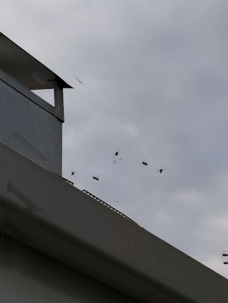 Wespen-entfernen Rothenfluh