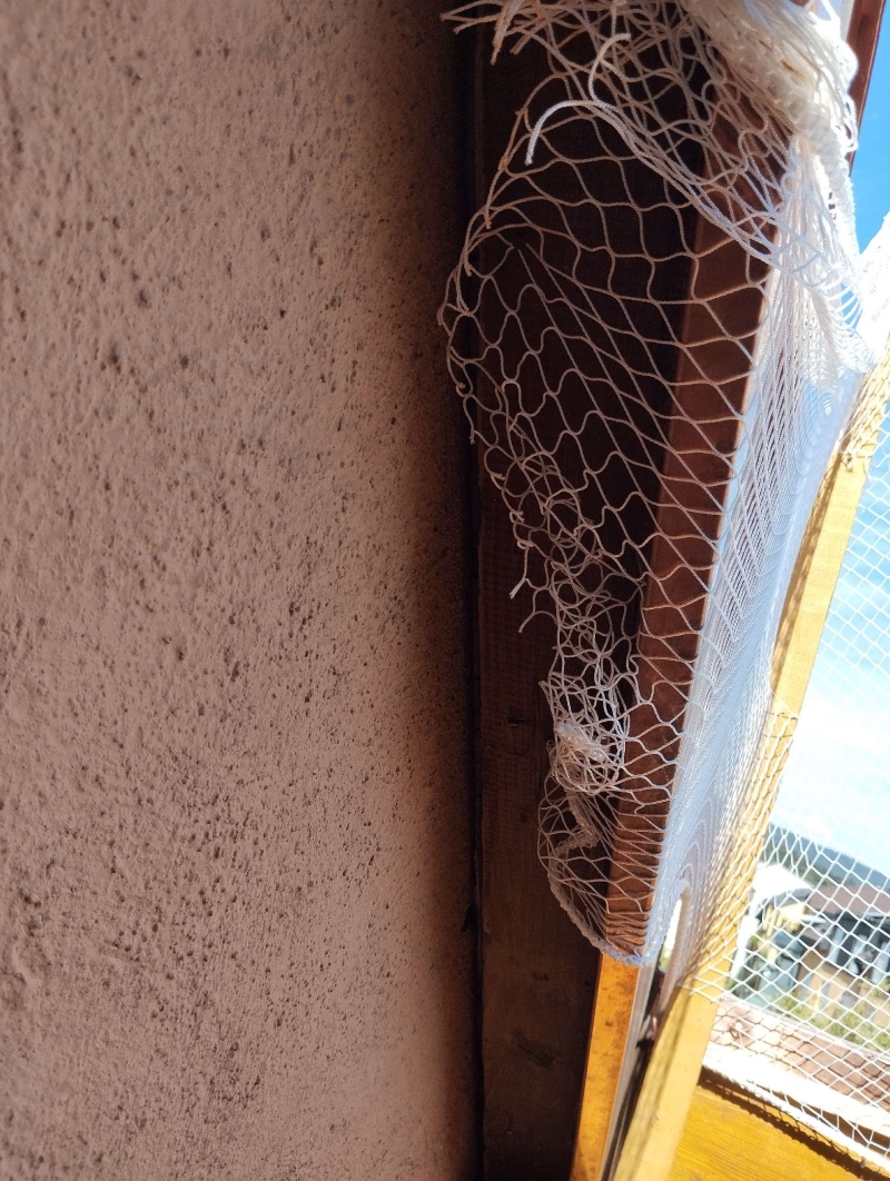 wespennest entfernen Schönenbuch