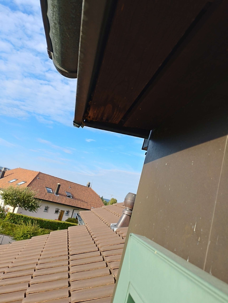 wespennest entfernen Rünenberg