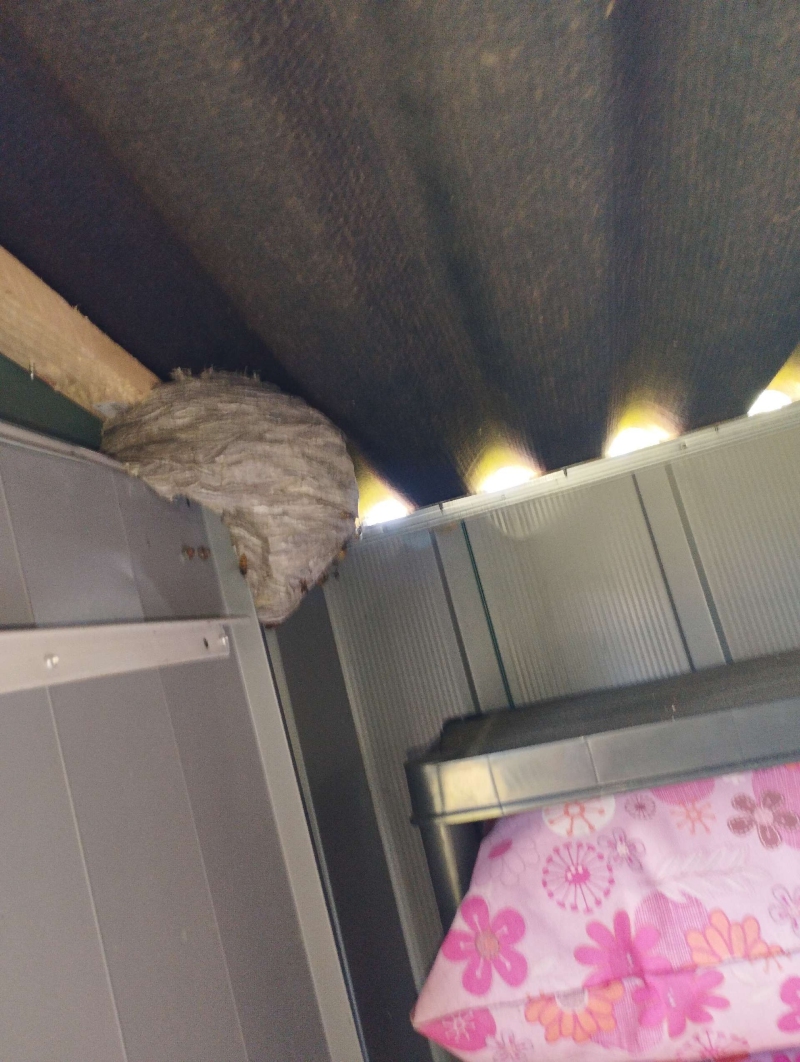 Wespen-entfernen Rünenberg