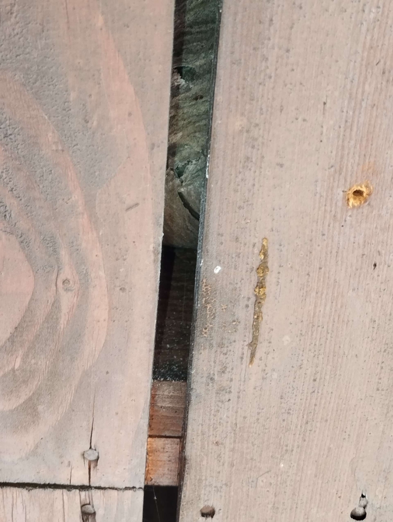 wespennest entfernen Rümlingen