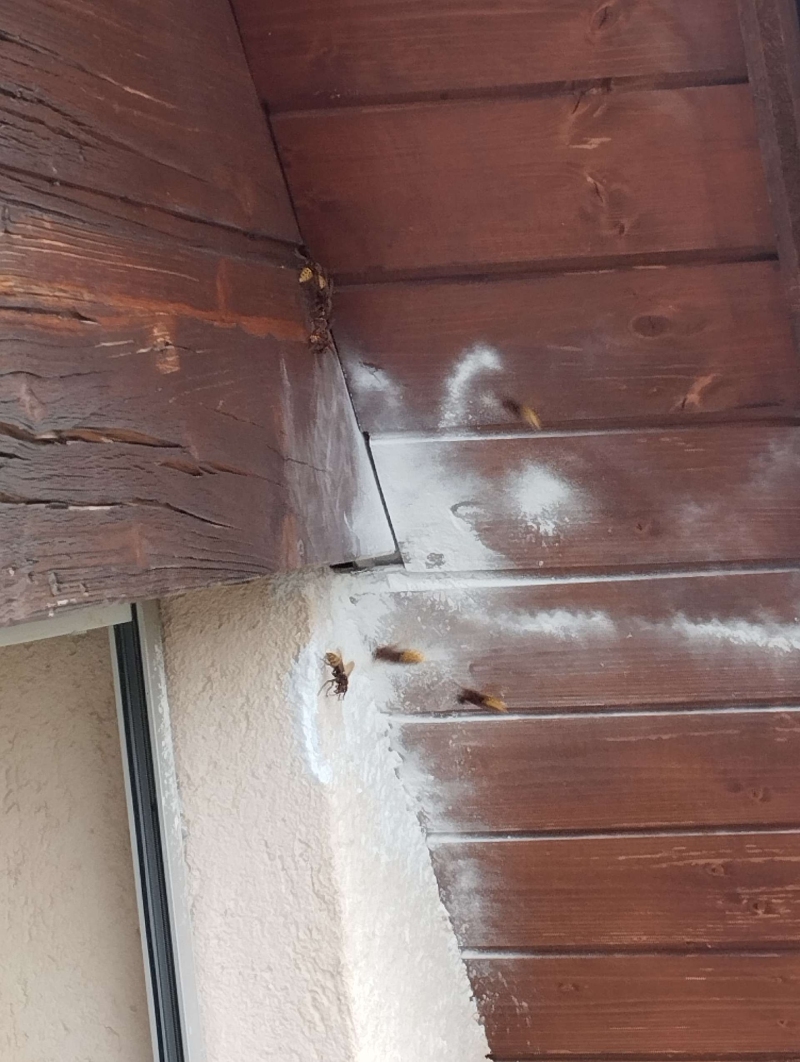 Wespen-entfernen Rümlingen