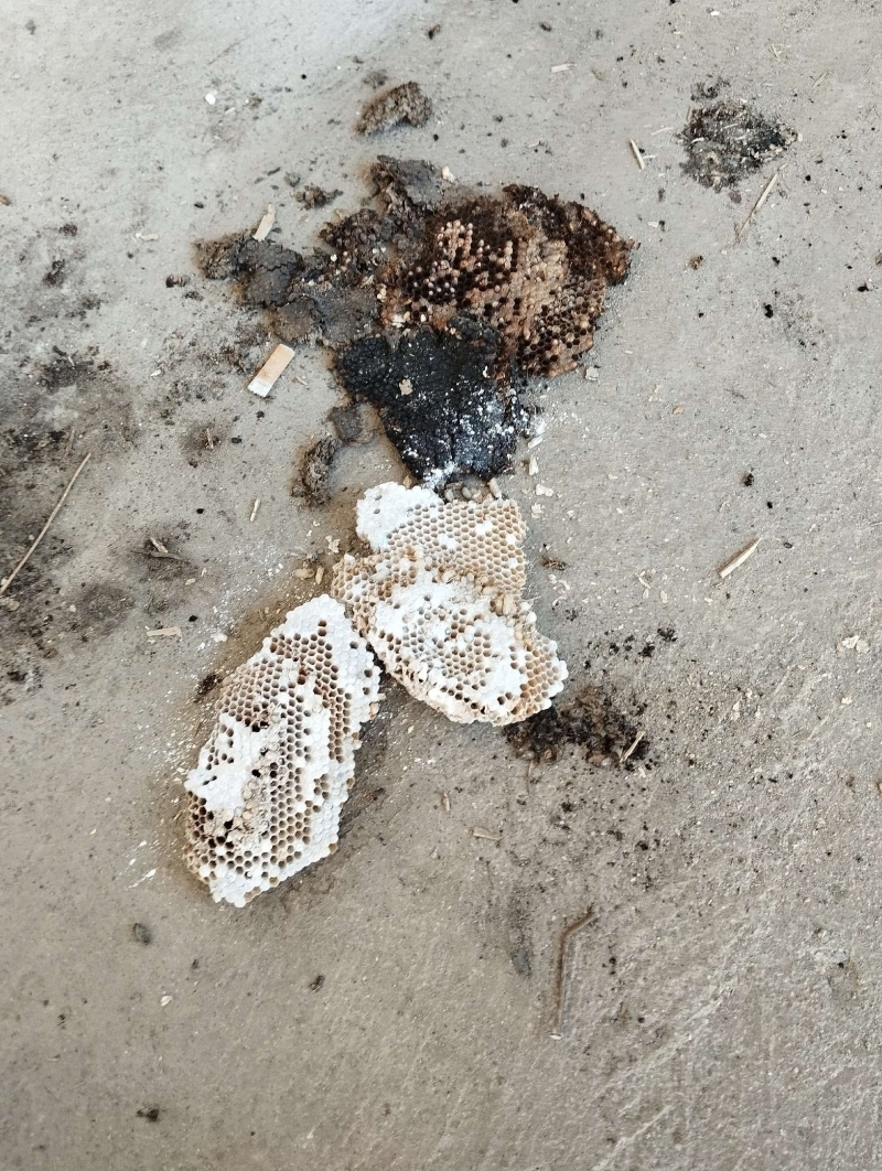 wespennest entfernen Seltisberg