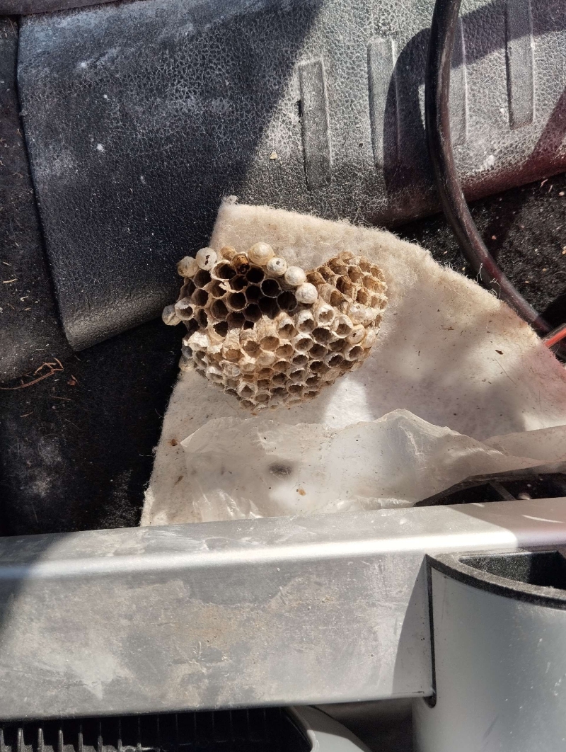 wespen-nest-basel Seltisberg.jpg