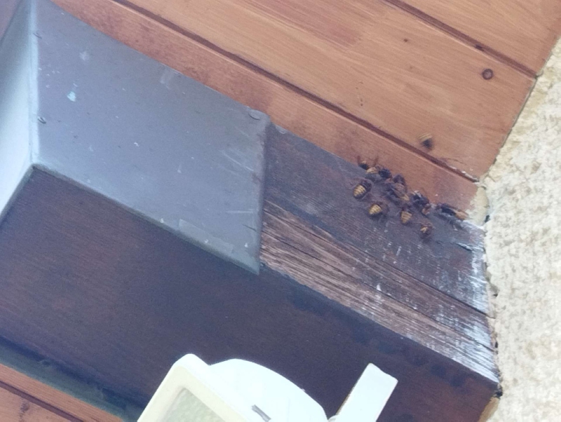 Wespen-entfernen Schönenbuch