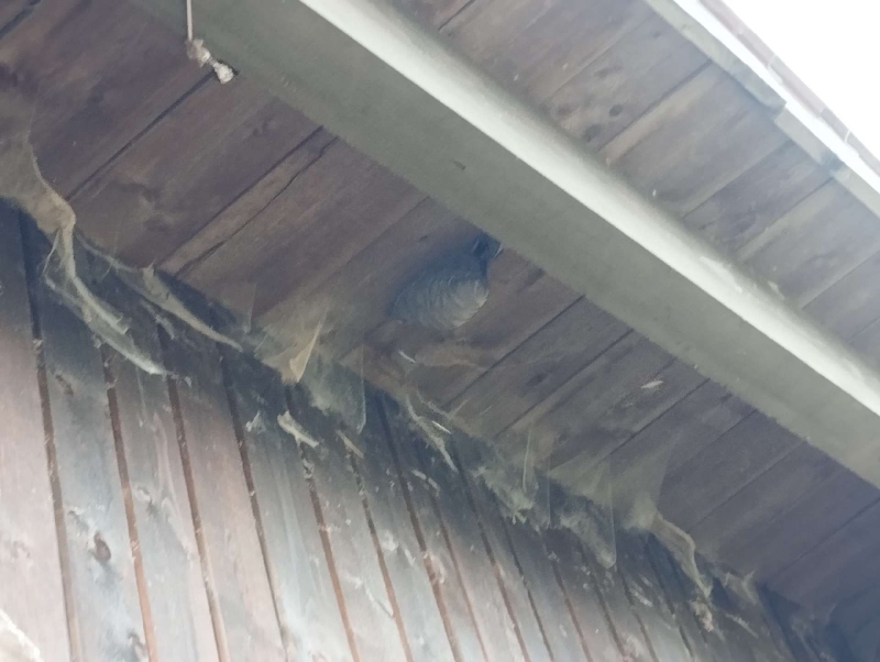 Wespen-entfernen Liedertswil