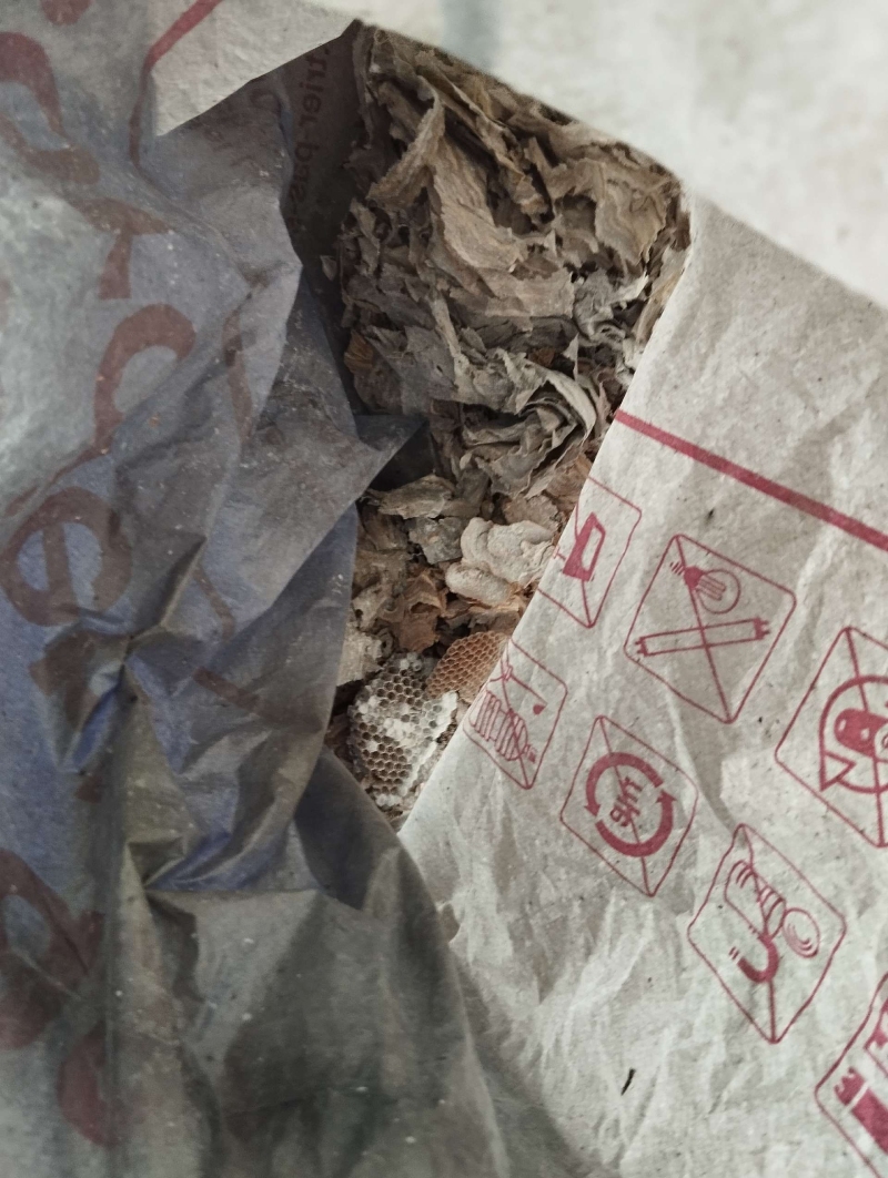 wespennest entfernen Tenniken