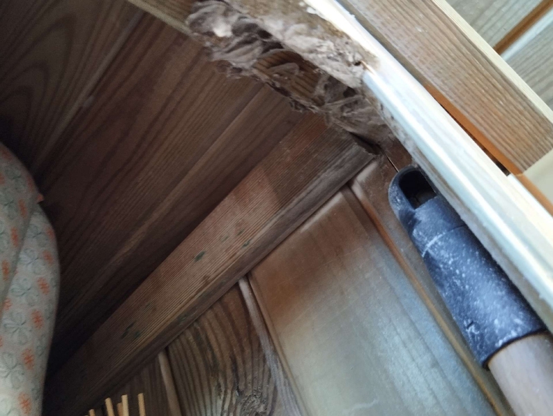 wespennest entfernen Anwil