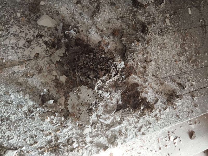 wespennest entfernen Arboldswil