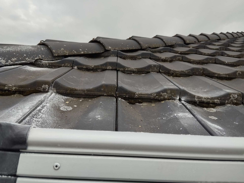 wespennest entfernen Tecknau