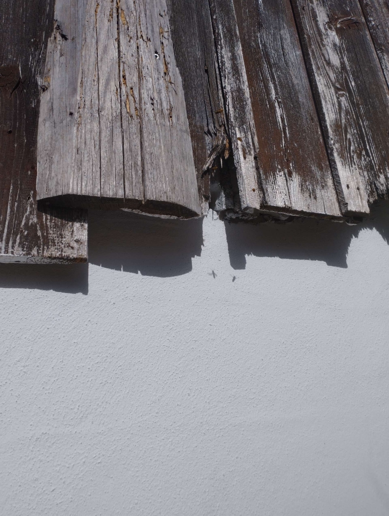 wespennest entfernen Liesberg