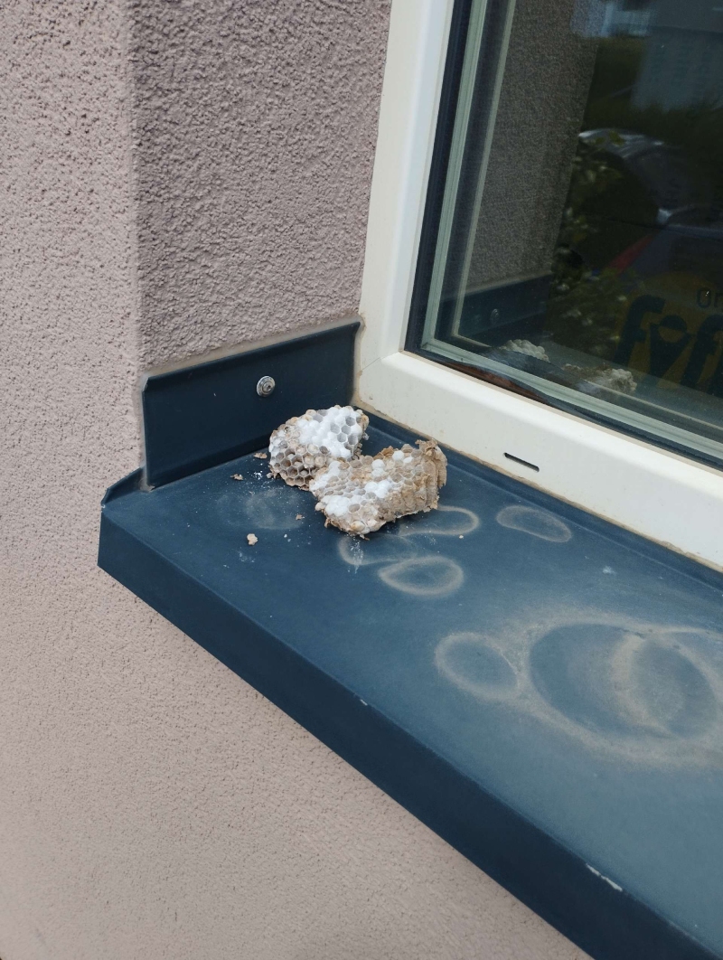 Wespen-entfernen Tecknau