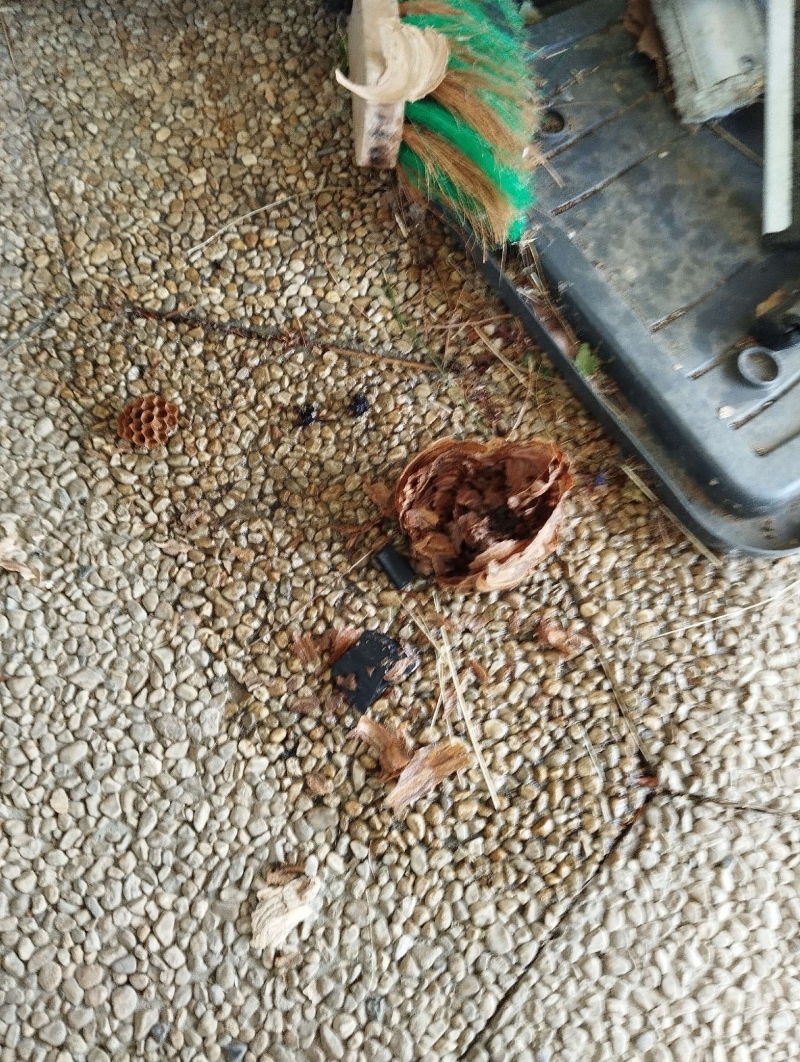 wespennest entfernen Thürnen