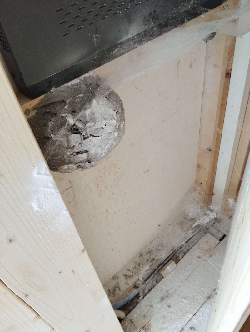 wespen-nest-basel Tenniken.jpg