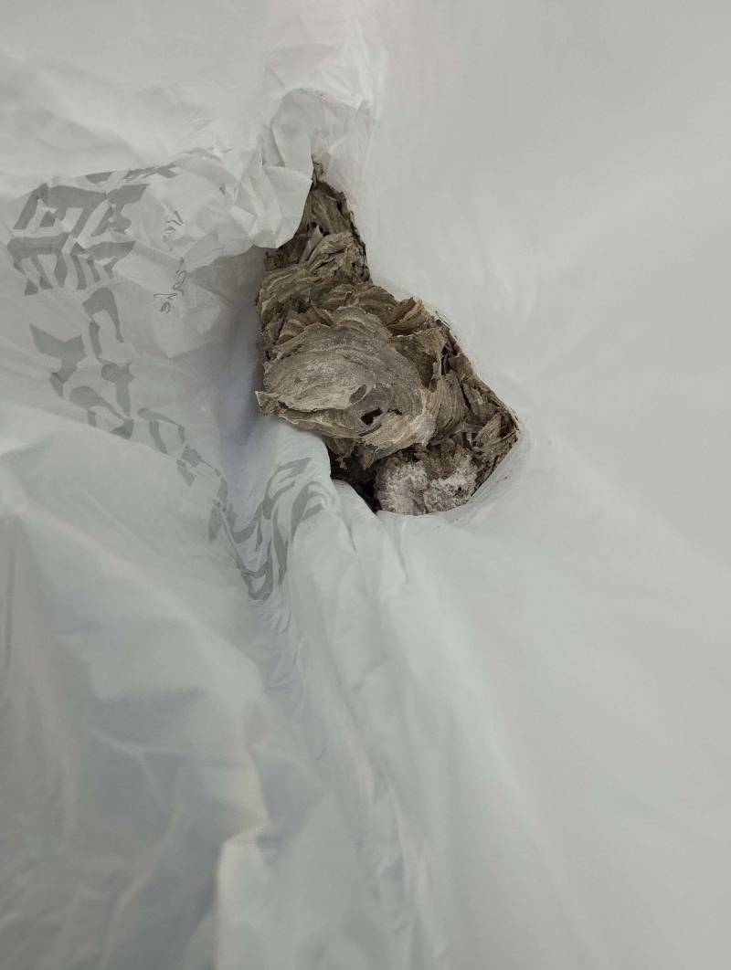 Wespen-entfernen Thürnen