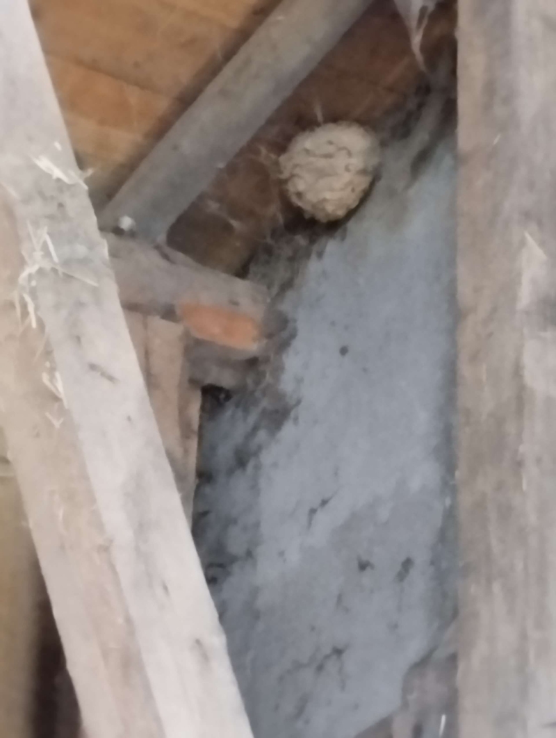 wespennest entfernen Titterten