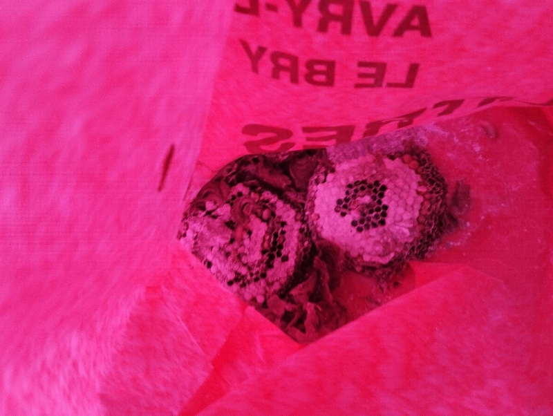 wespennest entfernen Wintersingen