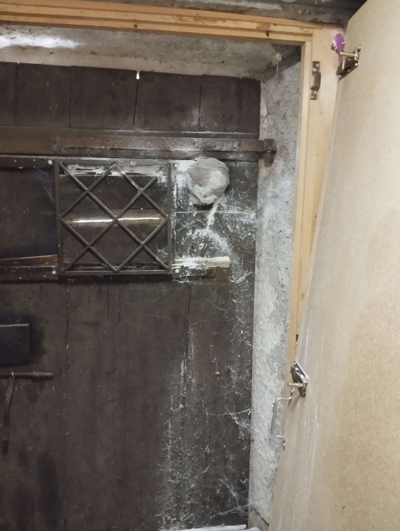 Wespen-entfernen Aesch