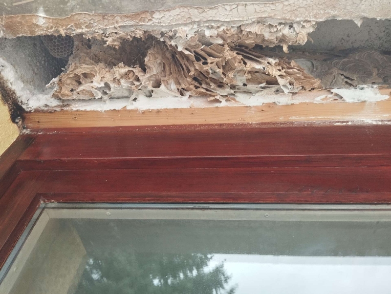 wespen-nest-basel Wintersingen.jpg