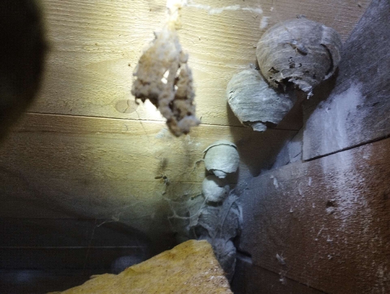 wespen-nest-basel Titterten.jpg