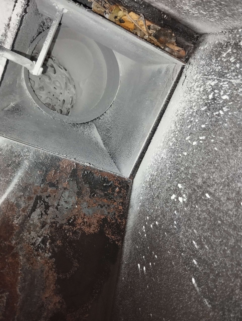 wespen-nest-basel Aesch.jpg