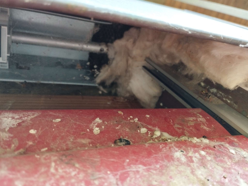 wespen-nest-basel Liesberg.jpg