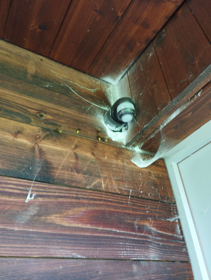 wespen-nest-basel Anwil.jpg