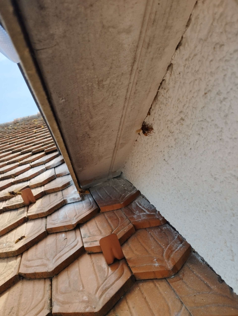 wespennest entfernen Wenslingen