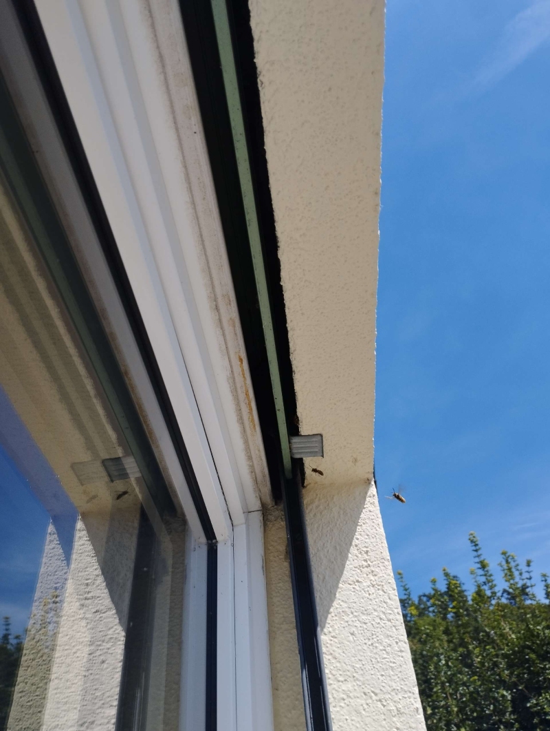 wespennest entfernen Arboldswil