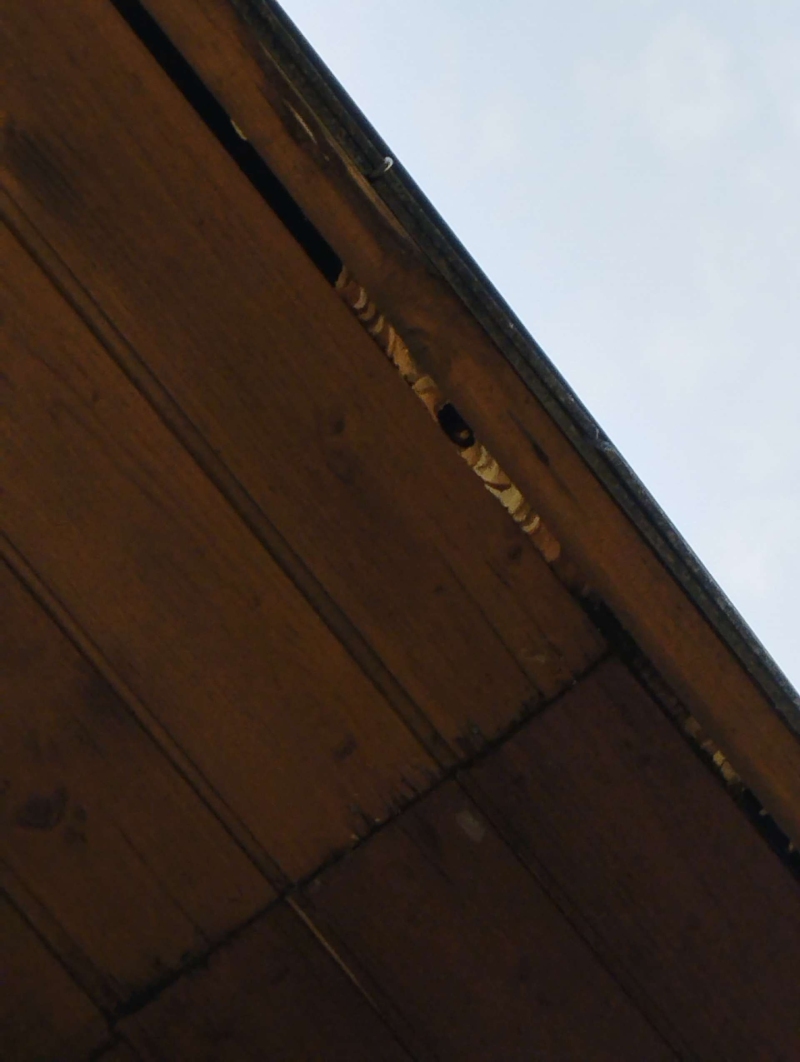 wespen-nest-basel Aesch.jpg