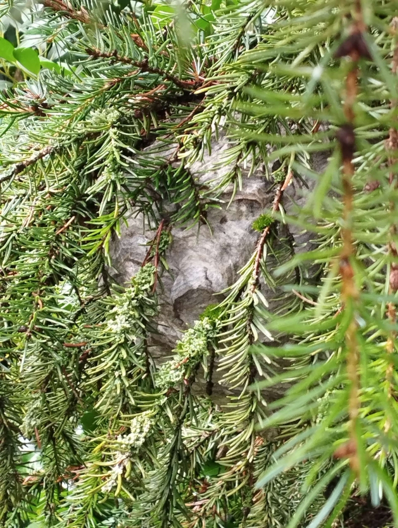 Wespen-entfernen Titterten