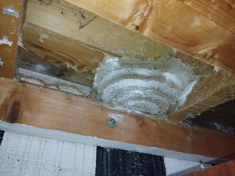 wespennest entfernen Wenslingen