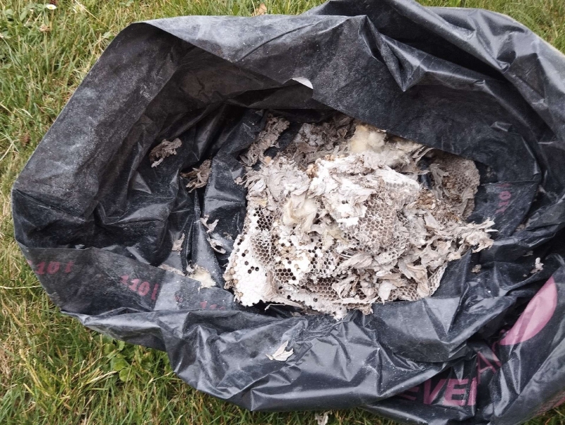 wespennest entfernen Waldenburg