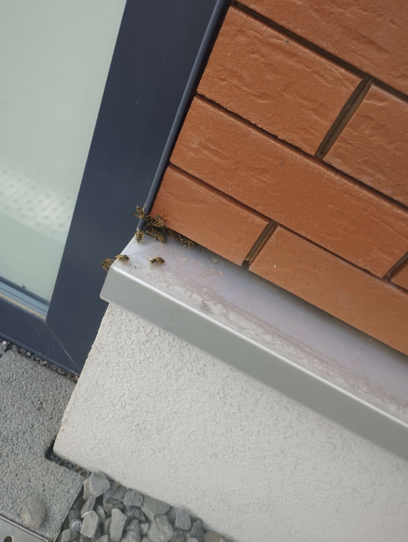 wespennest entfernen Binningen