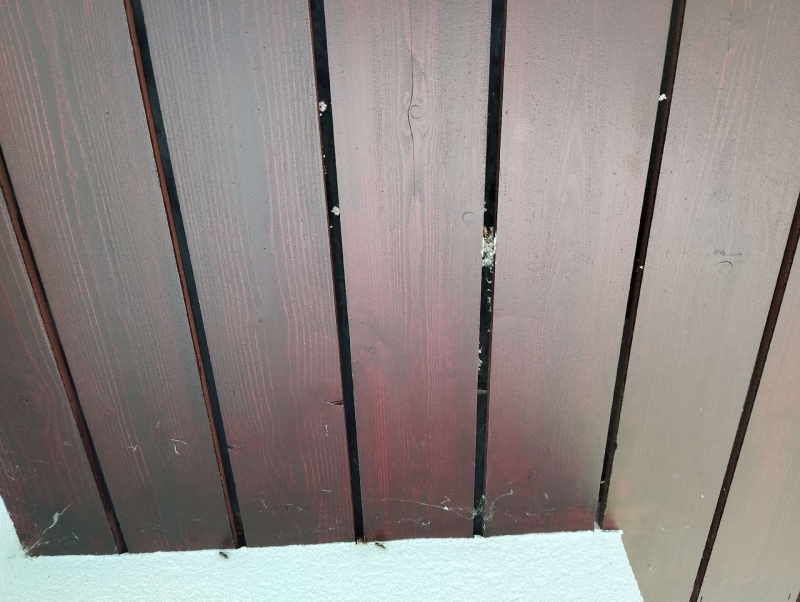 Wespen-entfernen Waldenburg