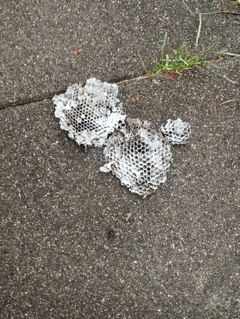 Wespen-entfernen Arboldswil