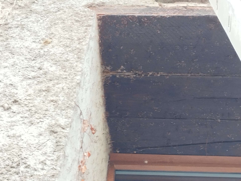 wespennest entfernen Birsfelden