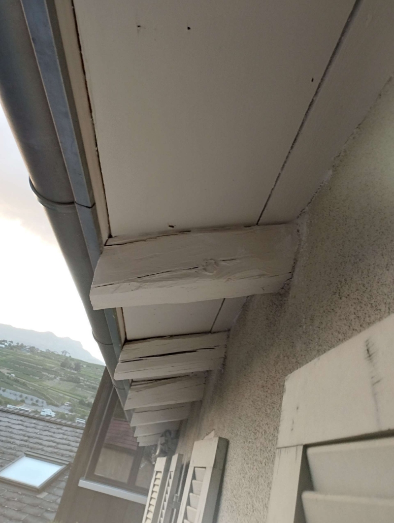 Wespen-entfernen Wenslingen