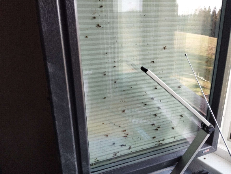 wespennest entfernen Blauen