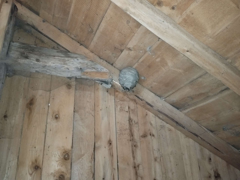 wespen-nest-basel Augst.jpg