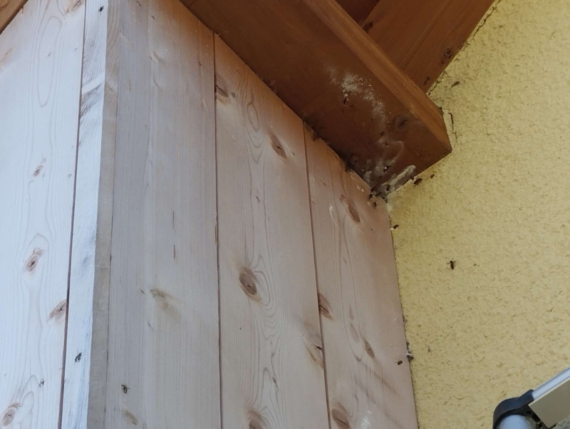 wespennest entfernen Wittinsburg