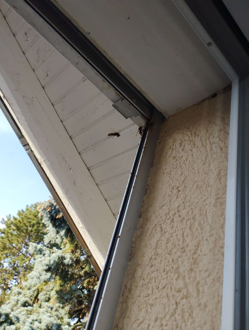 Wespen-entfernen Wittinsburg