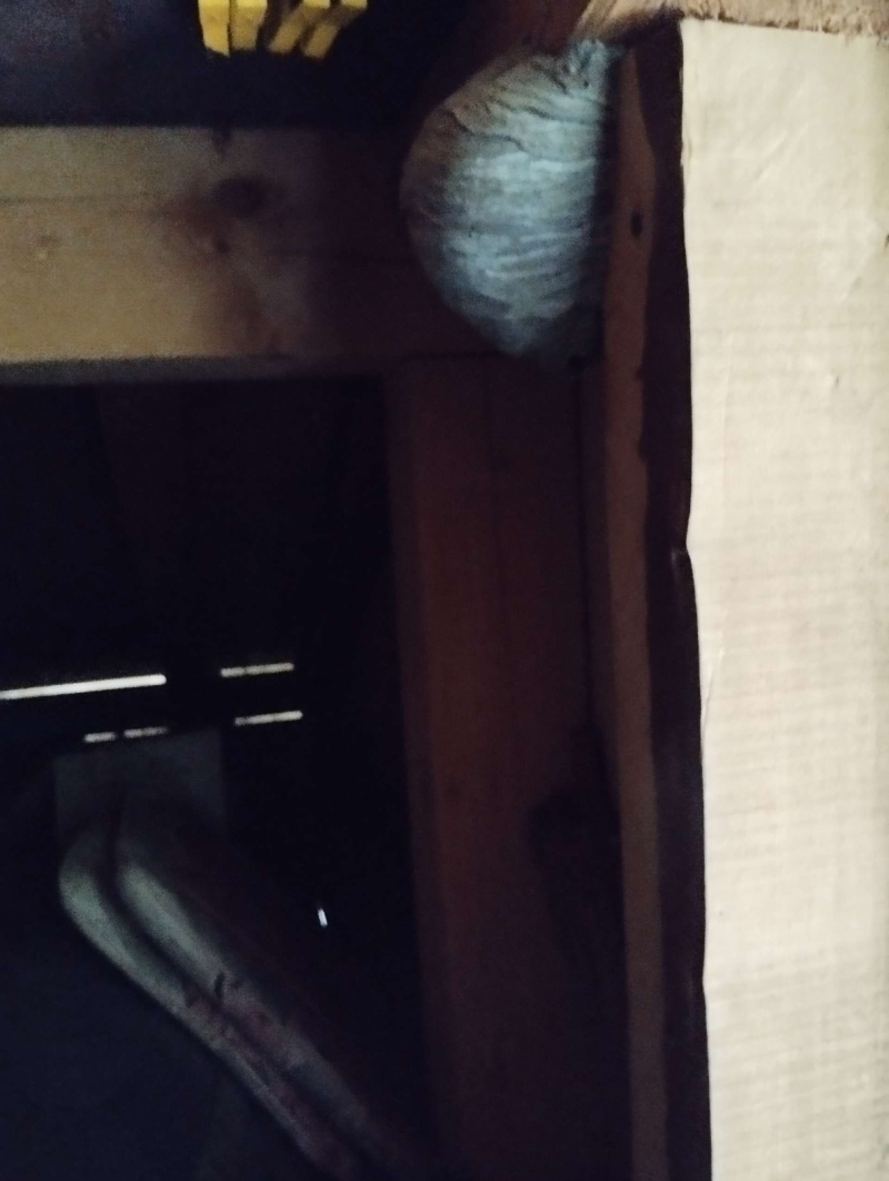 wespennest entfernen Böckten