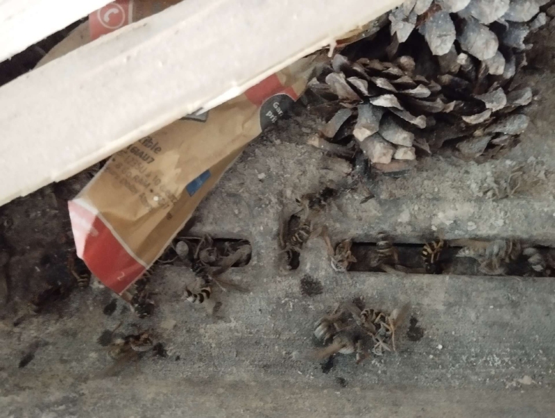 wespen-nest-basel Zwingen.jpg