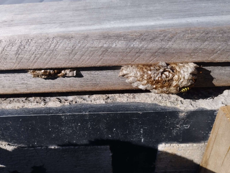 Wespen-entfernen Zeglingen