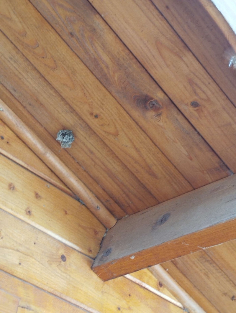 wespennest entfernen Bottmingen