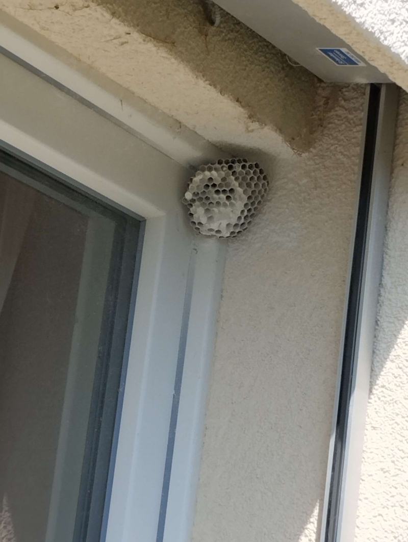 wespen-nest-basel Binningen.jpg